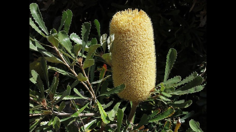 Банксия сухоцвет