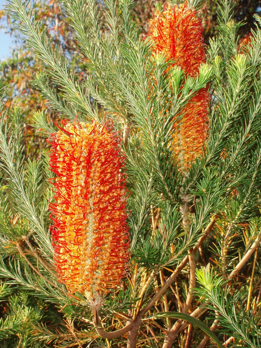 Банксия карликовая