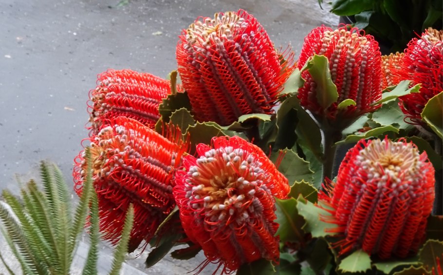 Банксия (Banksia) coccinea