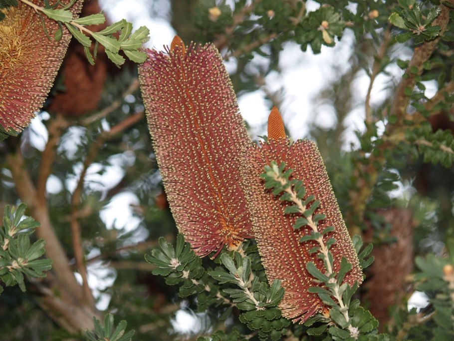 Банксия пильчатая