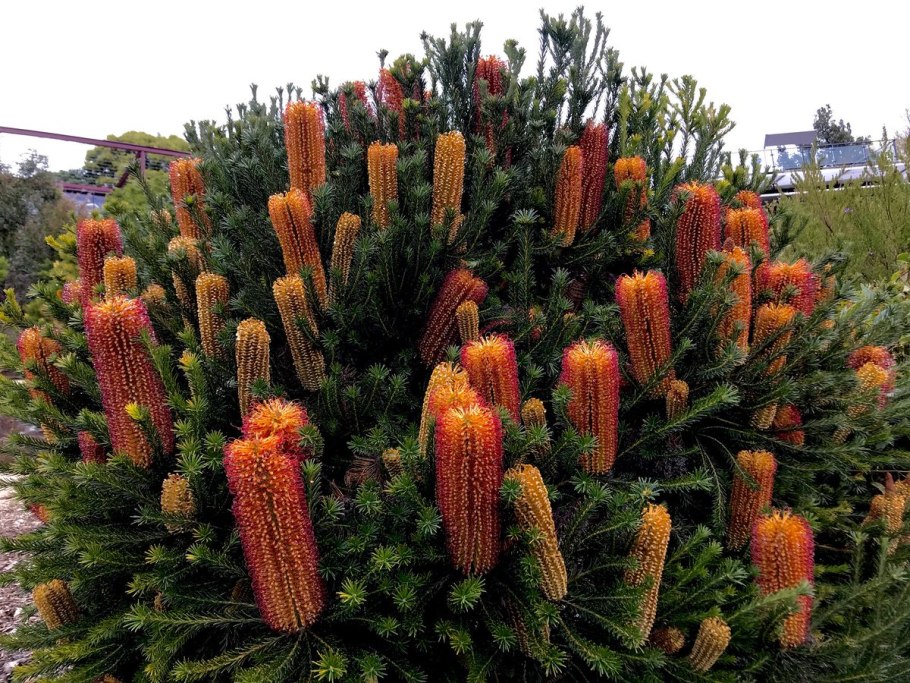 Банксия (Banksia)