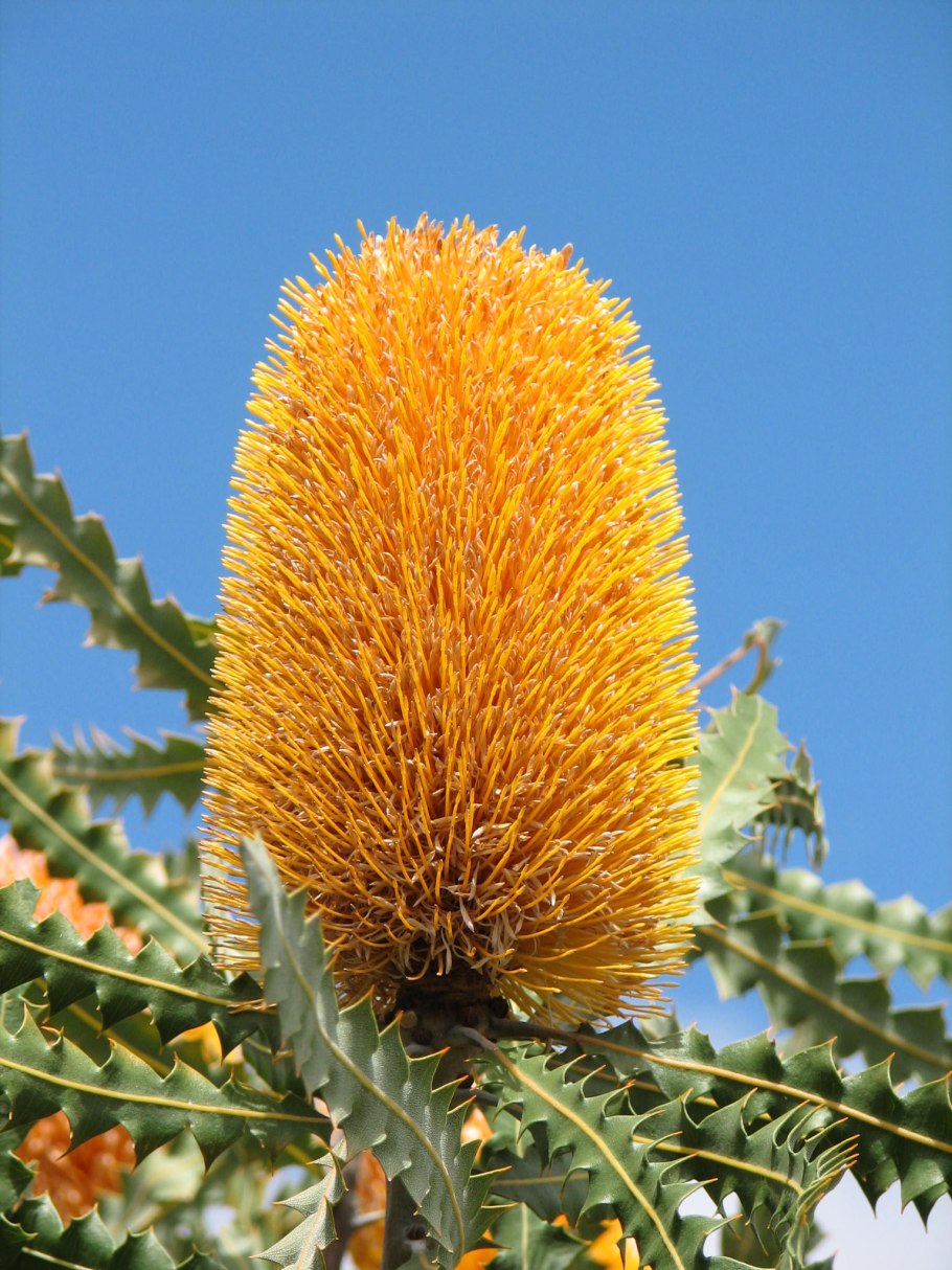 Растения Австралии Банксия