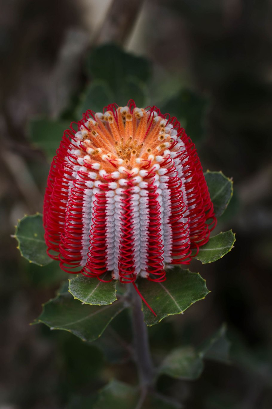 Банксия Австралия