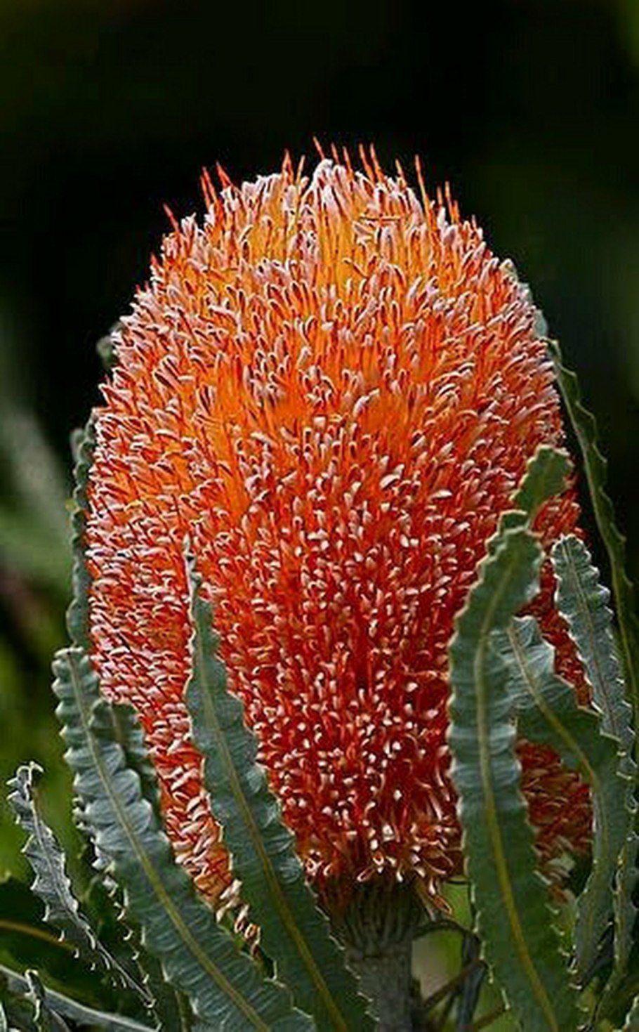 Банксия Коцинея