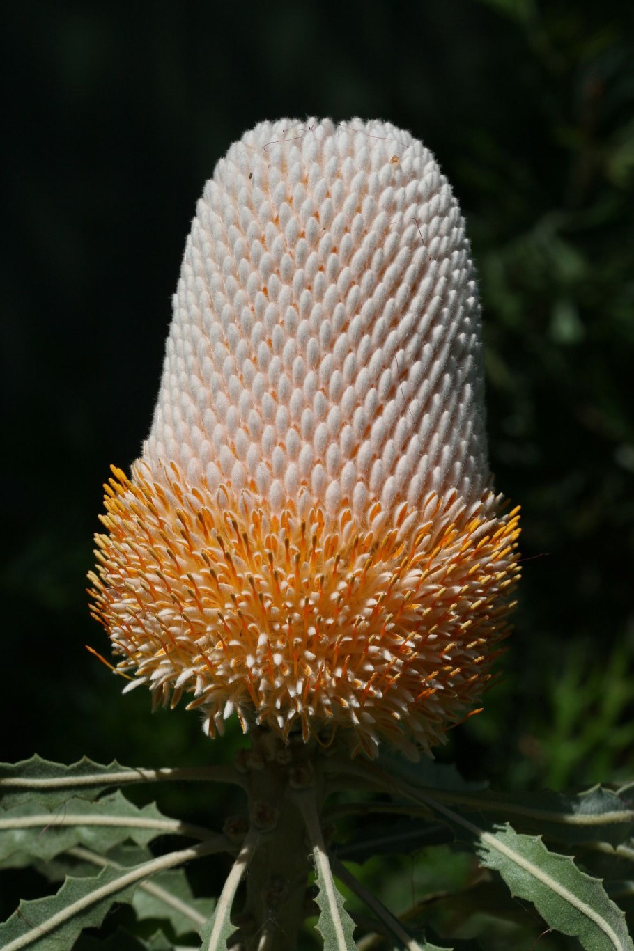 Банксия дерево