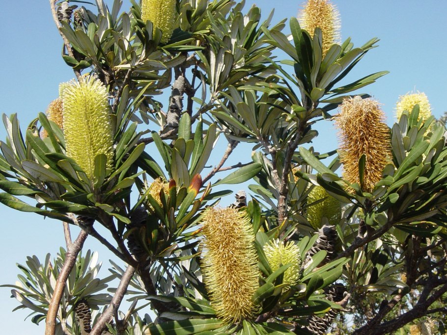 Asra Banksia