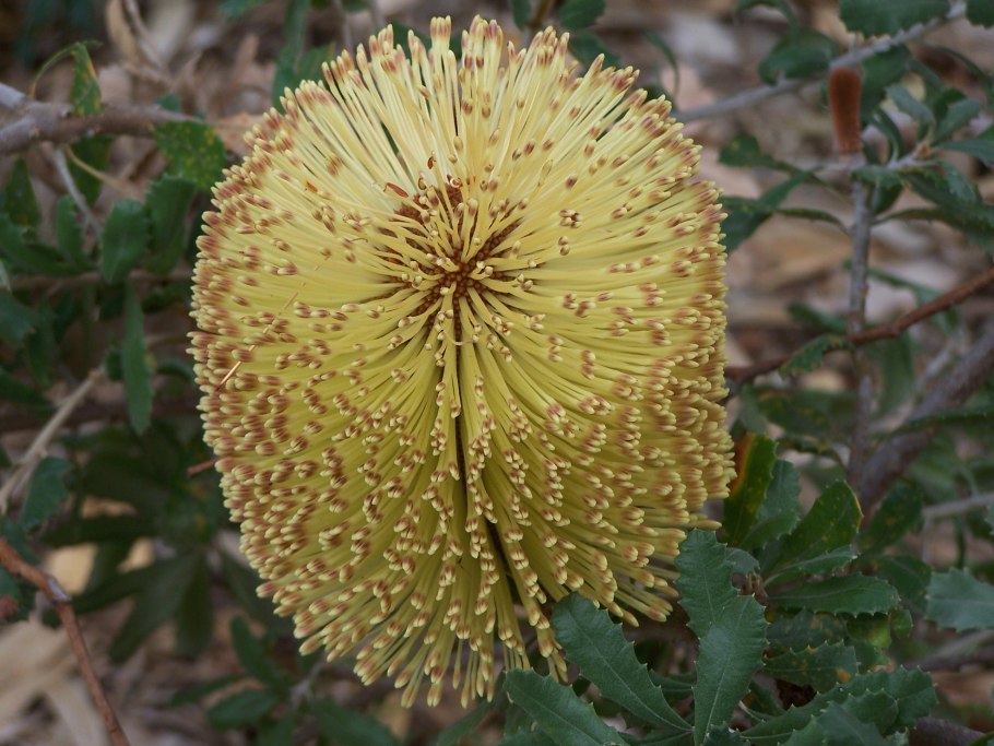 Banksia aemula