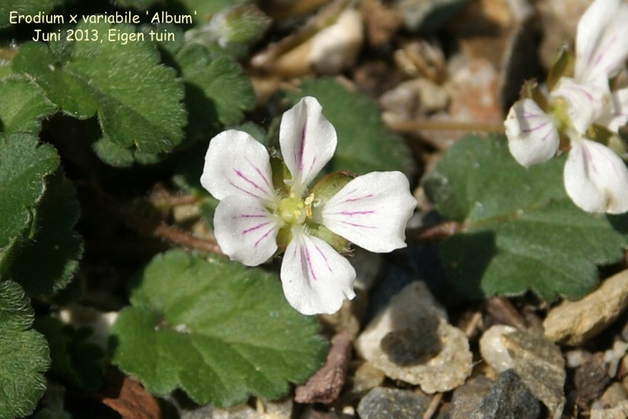 Аистник цикутный сорняк