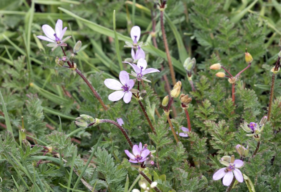 Аистник цикутовый (лат. Erodium cicutarium)