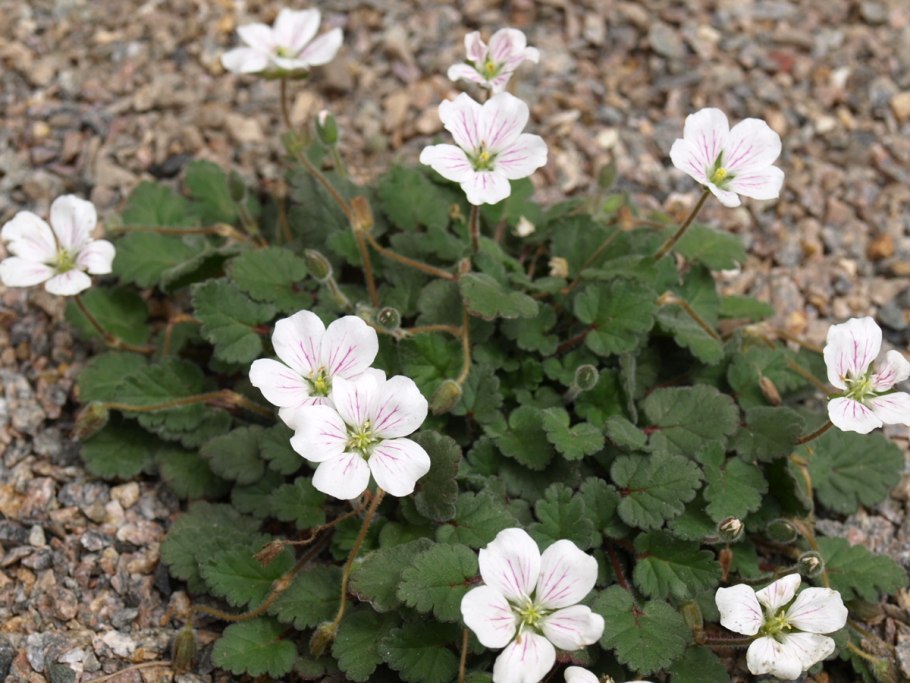 Аистник дубровниковидный