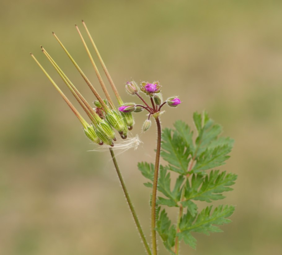Семена аистника