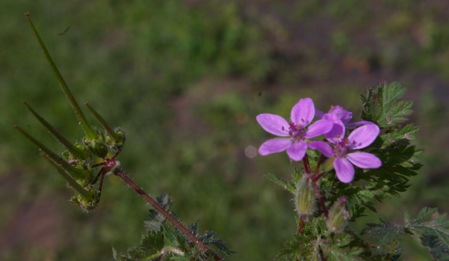 Аистник Стевена
