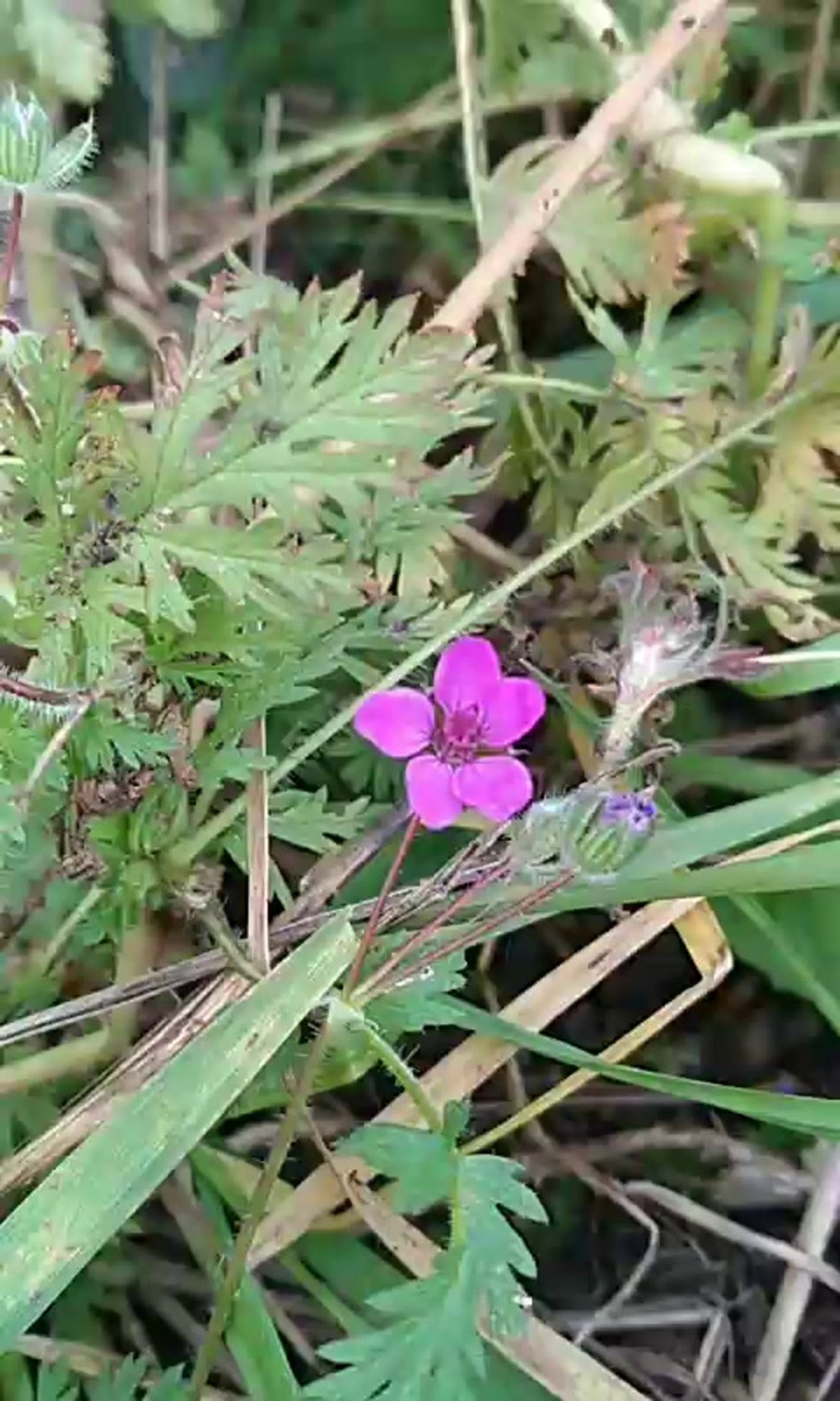 Аистник цикутный (Erodium cicutarium)