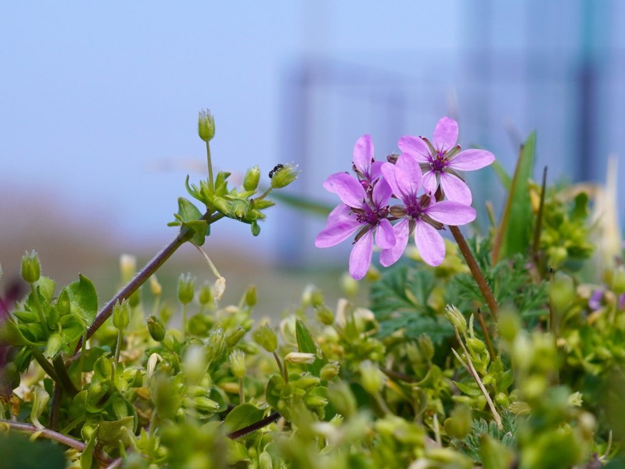 Аистник дубровниковидный альбум