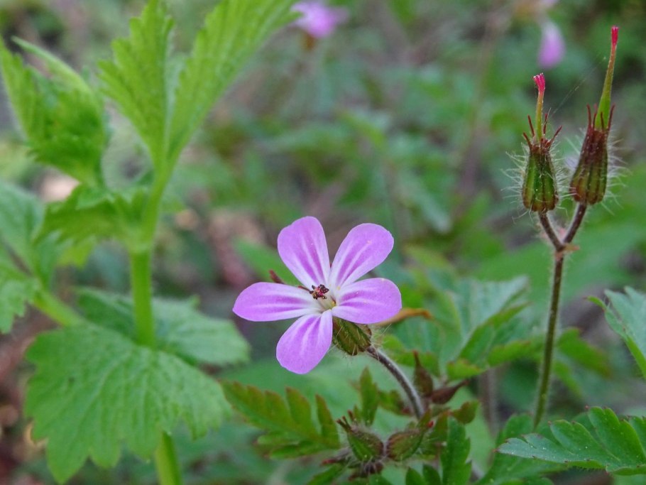 Аистник Рейхарда