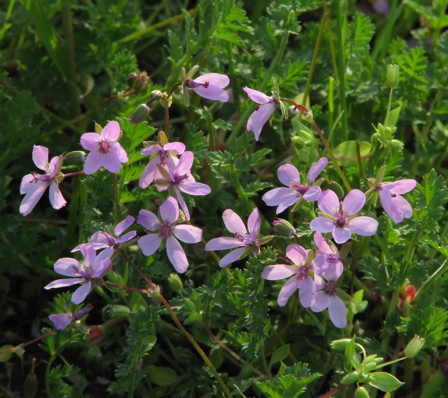 Аистник Стефана