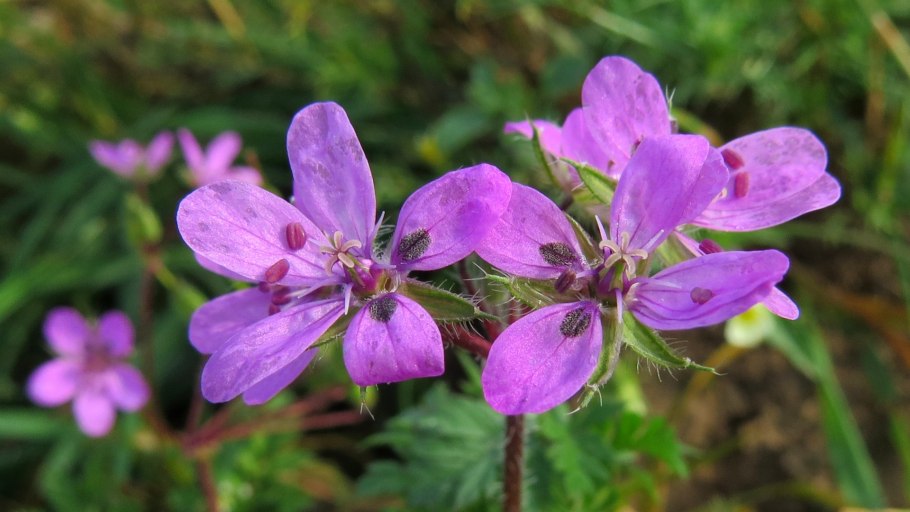 Аистник золотистый