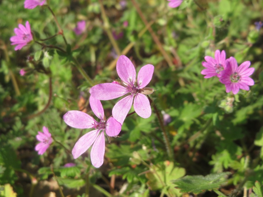 Eleutherospermum cicutarium