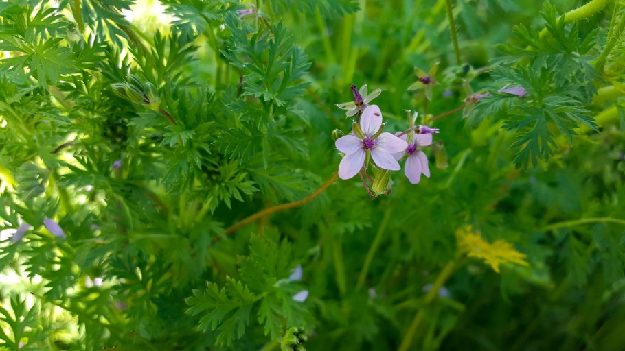 Растения Молдовы