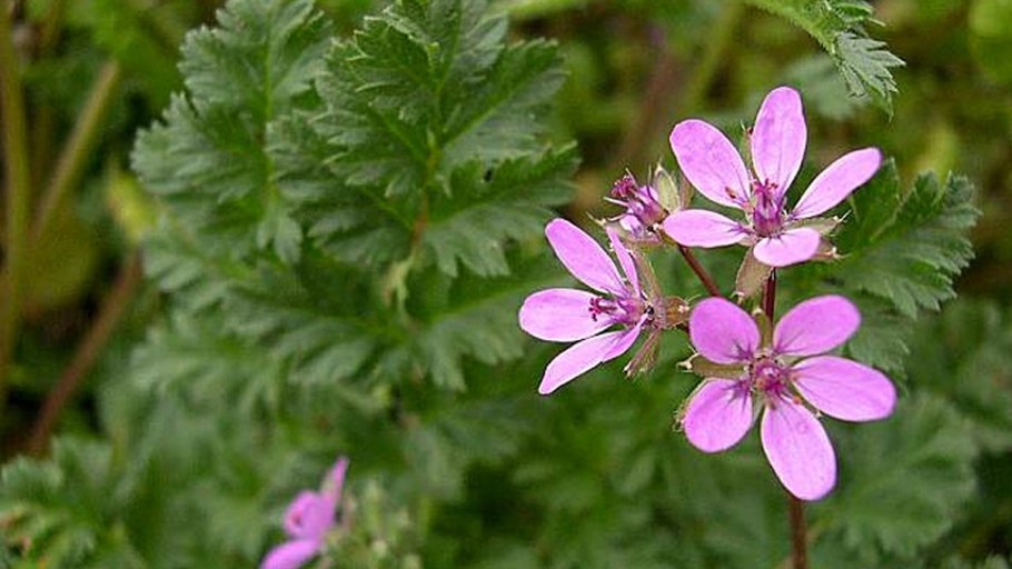 Аистник цикутовый сорняк