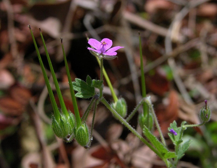 Аистник комнатный