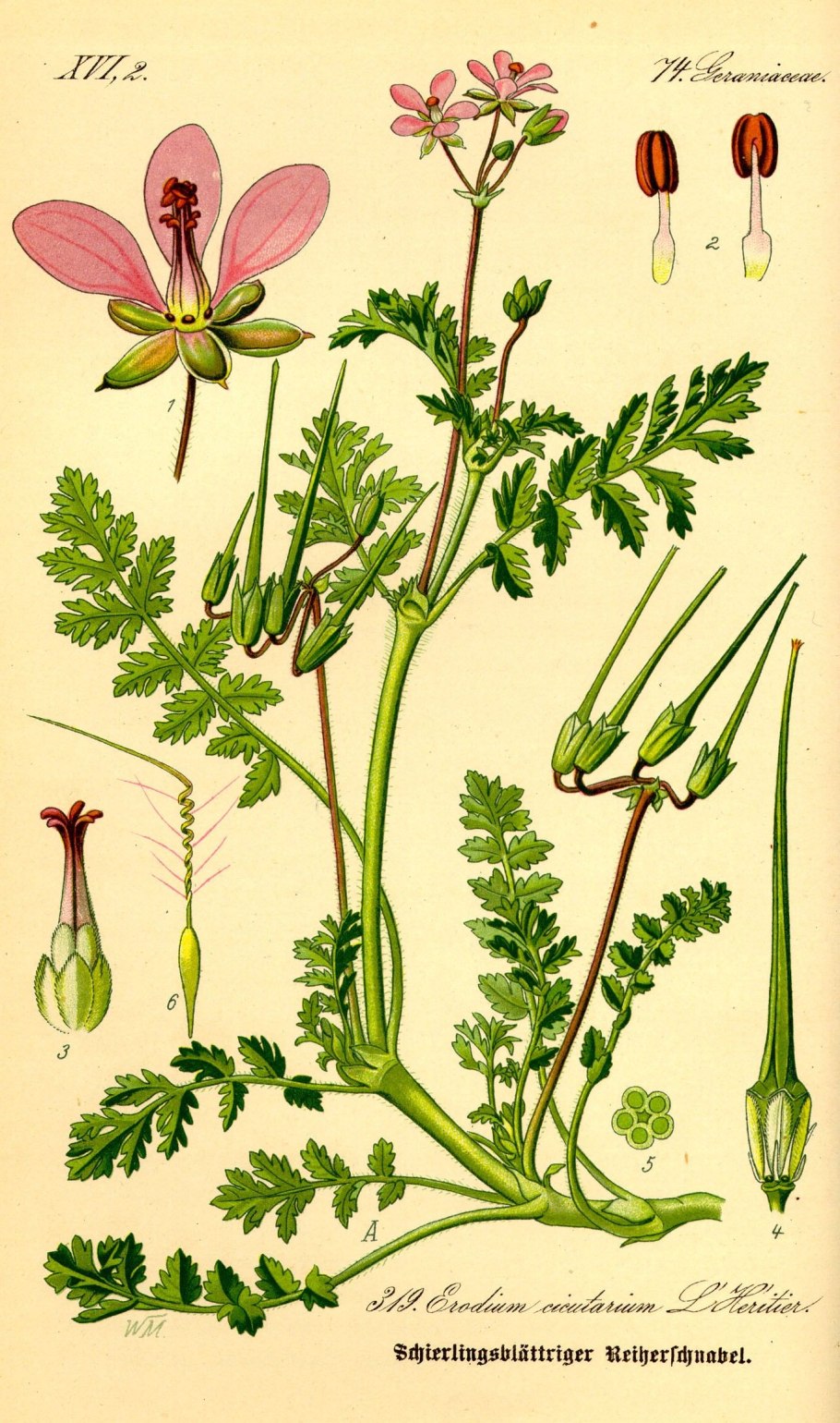 Geranium robertianum