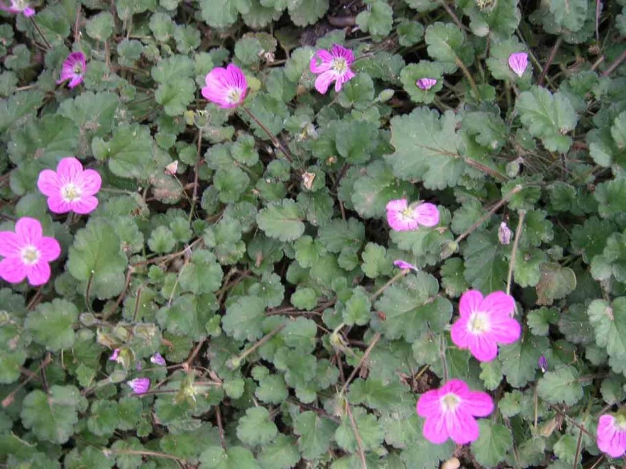 Аистник бишоп роуз