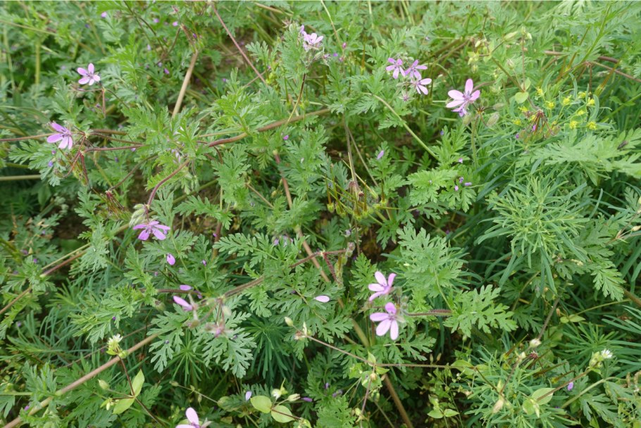 Erodium cicutarium