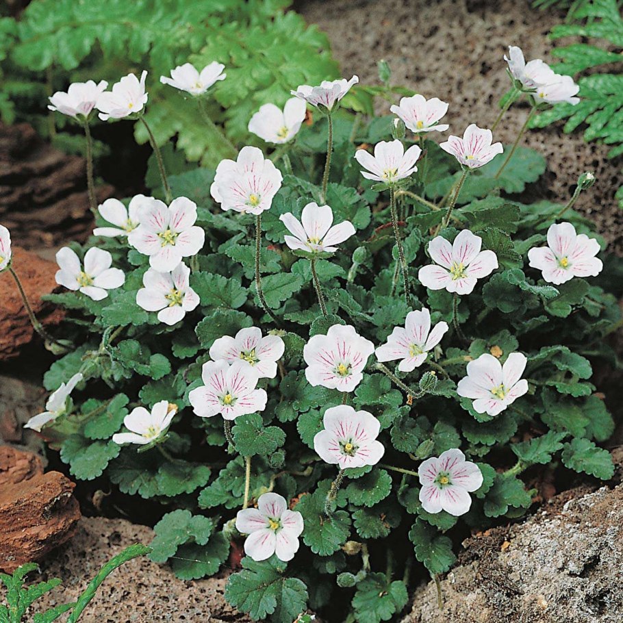 Аистник цикутовый