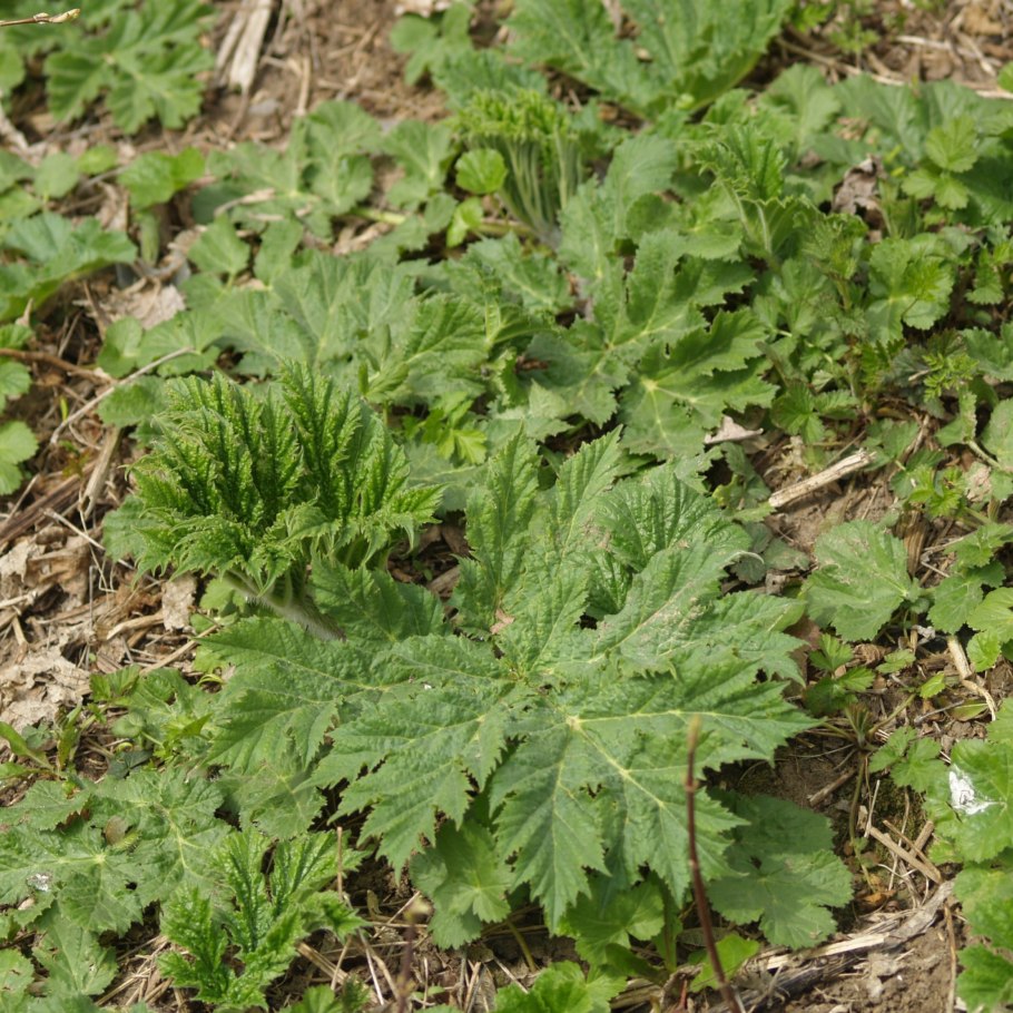 Борщевик молодое растение