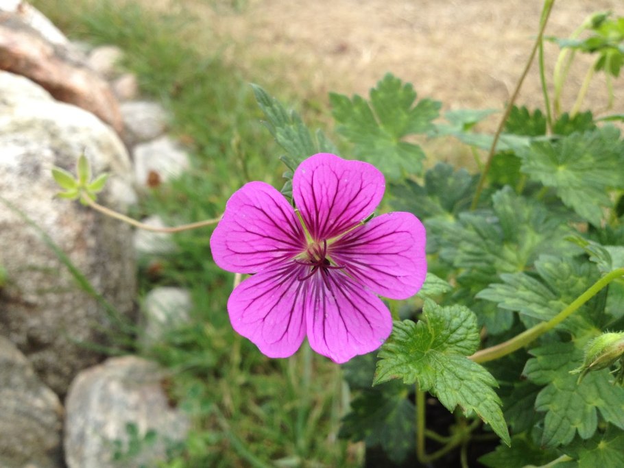 Герань драгон Харт