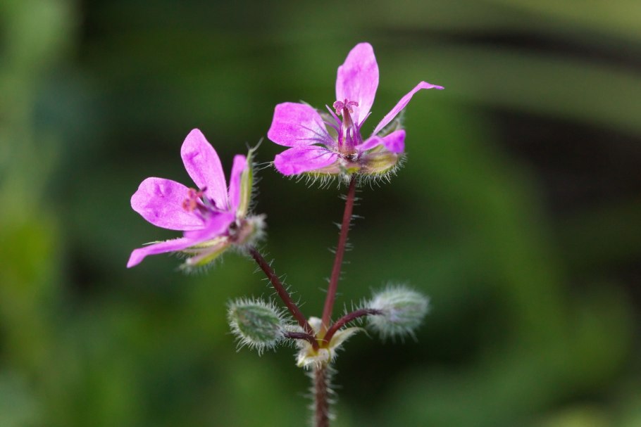Журавельник цикутовый