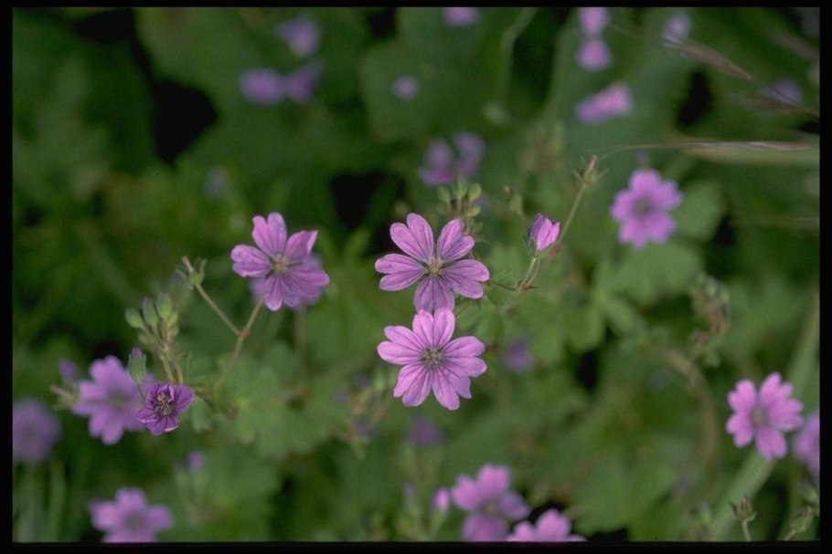 Geranium pyrenaicum