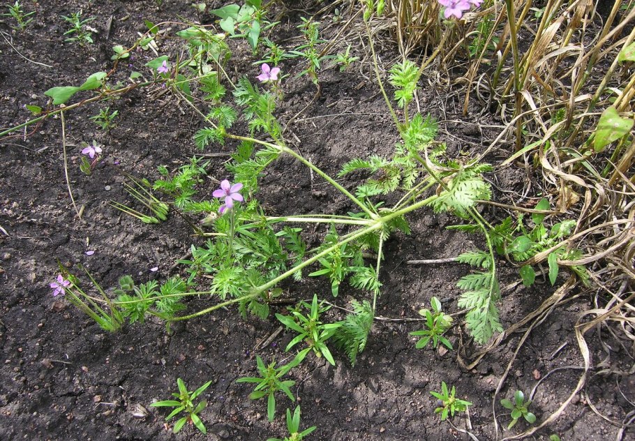 Семена аистника