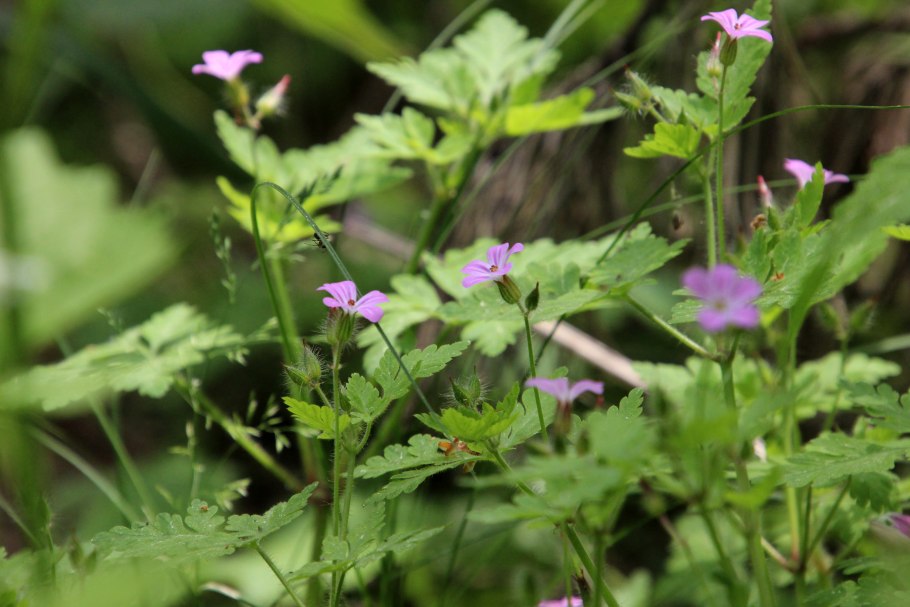 Аистник цикутовый