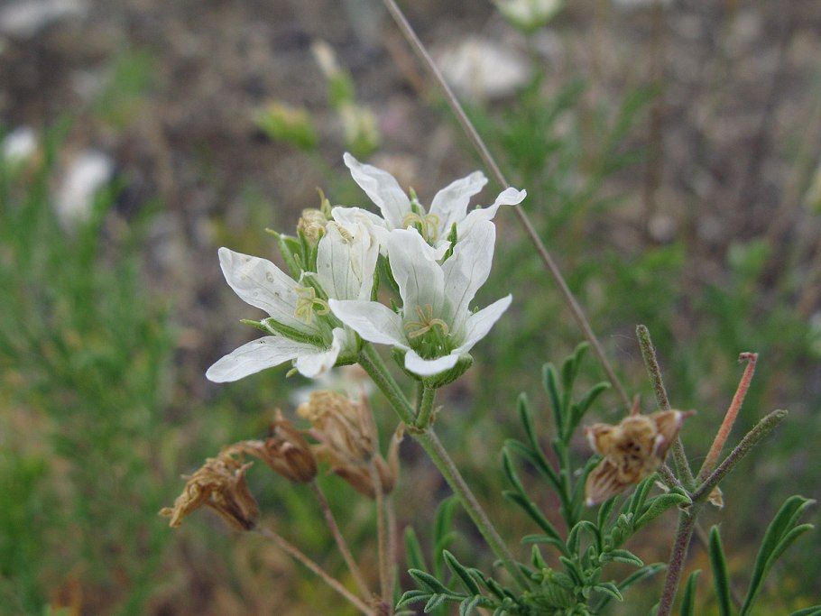 Аистник тибетский