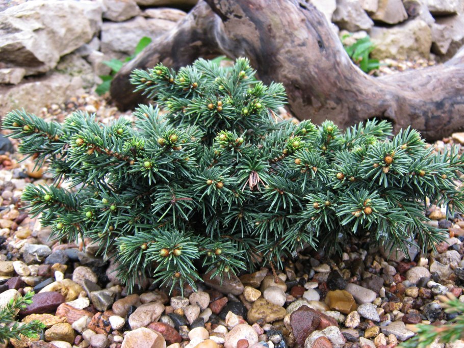 Ель Picea pungens Waldbrunn
