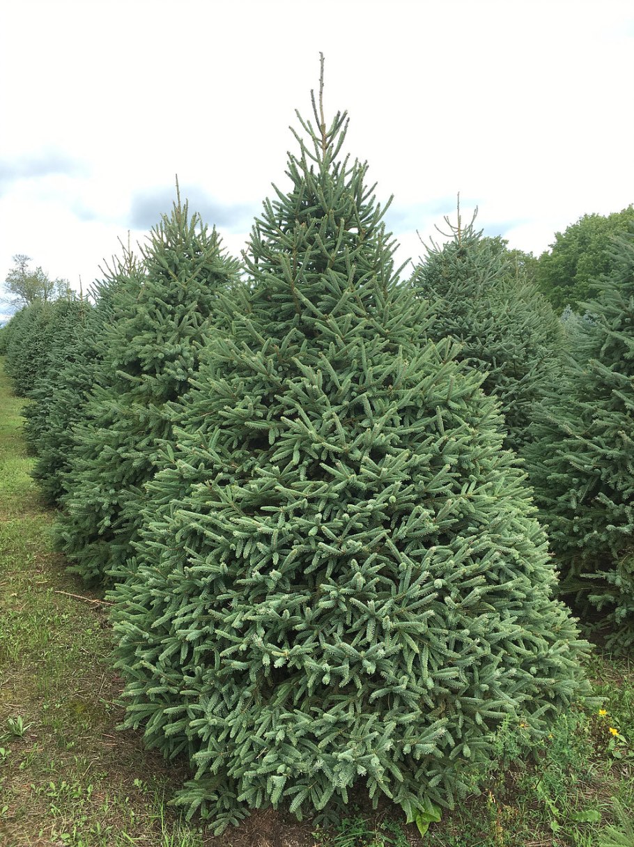 Ель Глаука Прокумбенс