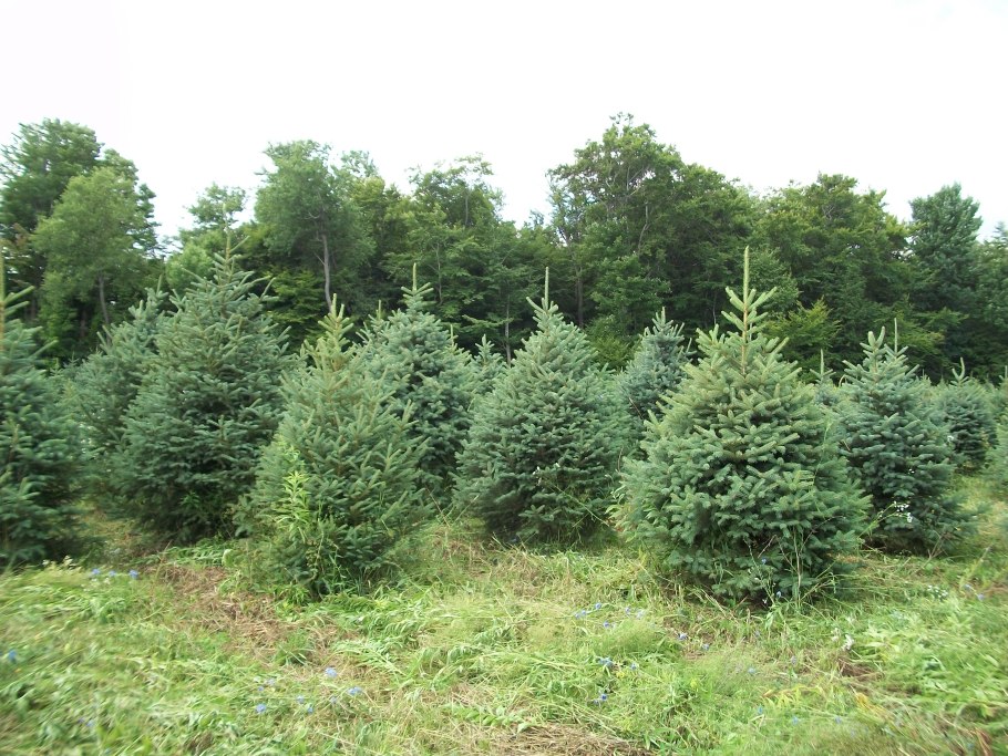 Ель обыкновенная Пирамидалис