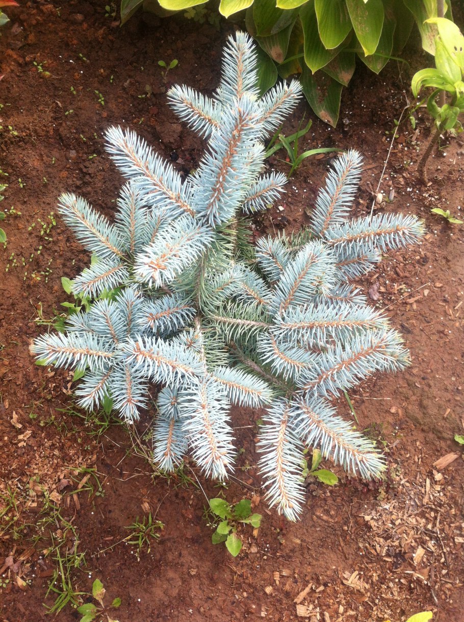 Ель лицзянская