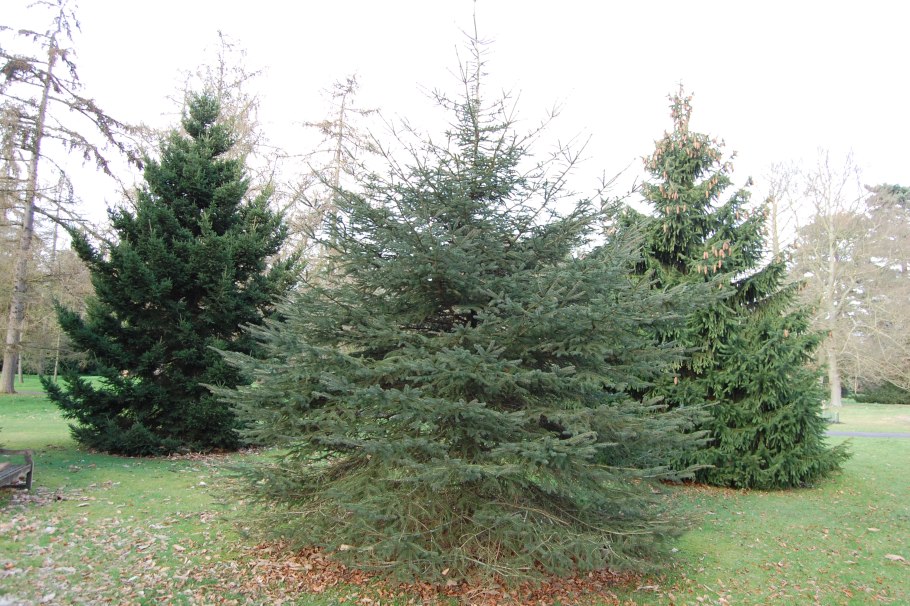 Ель Мейера (Picea meyeri)
