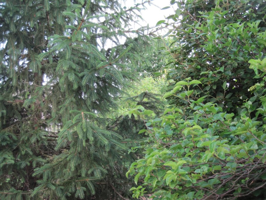 Ель обыкновенная "zagwizdze"