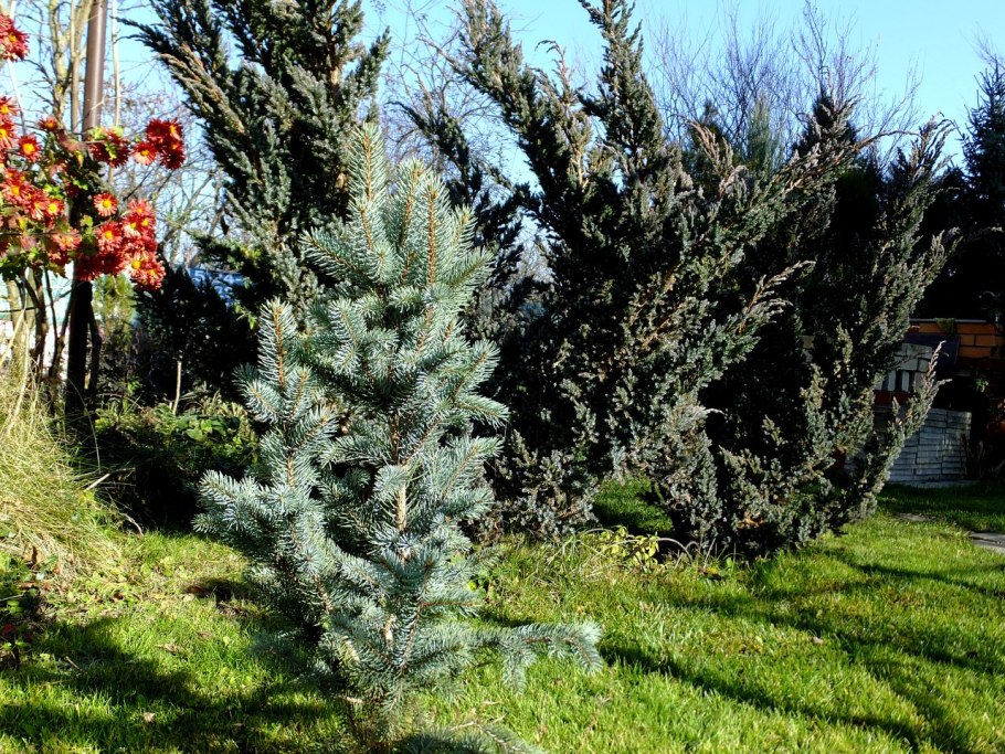 Елка в горшке