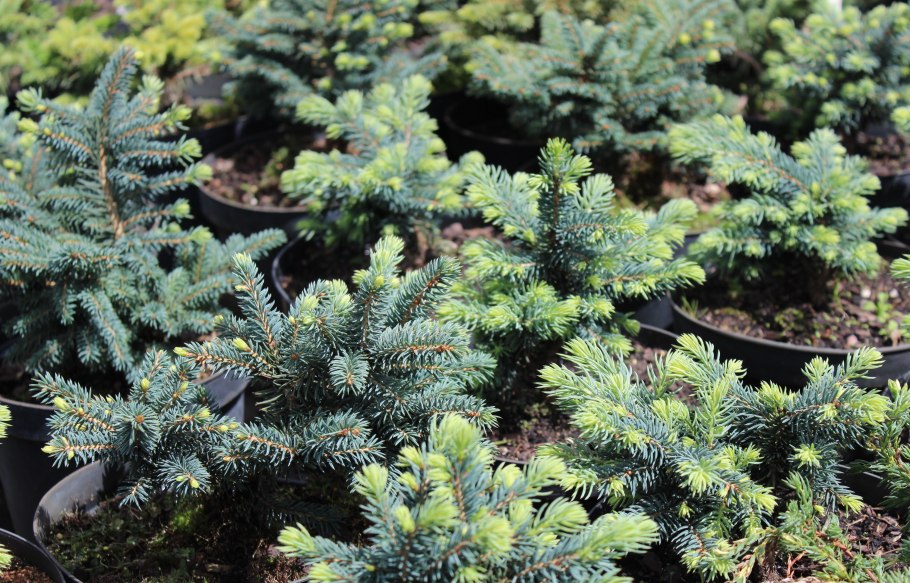 Ель колючая "Waldbrunn" Вальдбрун