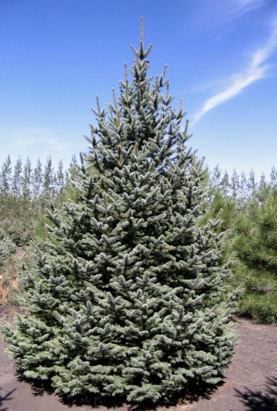 Ель Мейера (Picea meyeri)