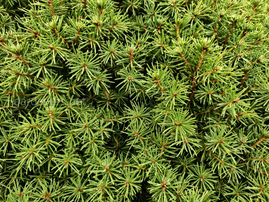 Мейери можжевельник в ландшафтном