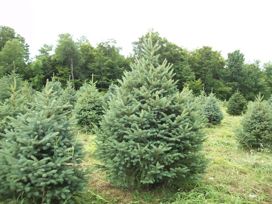 Ель Мейера фото