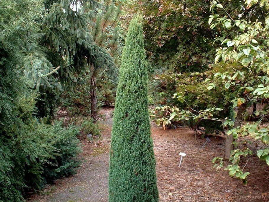 Ель обыкновенная Picea Abies 'Rydal'