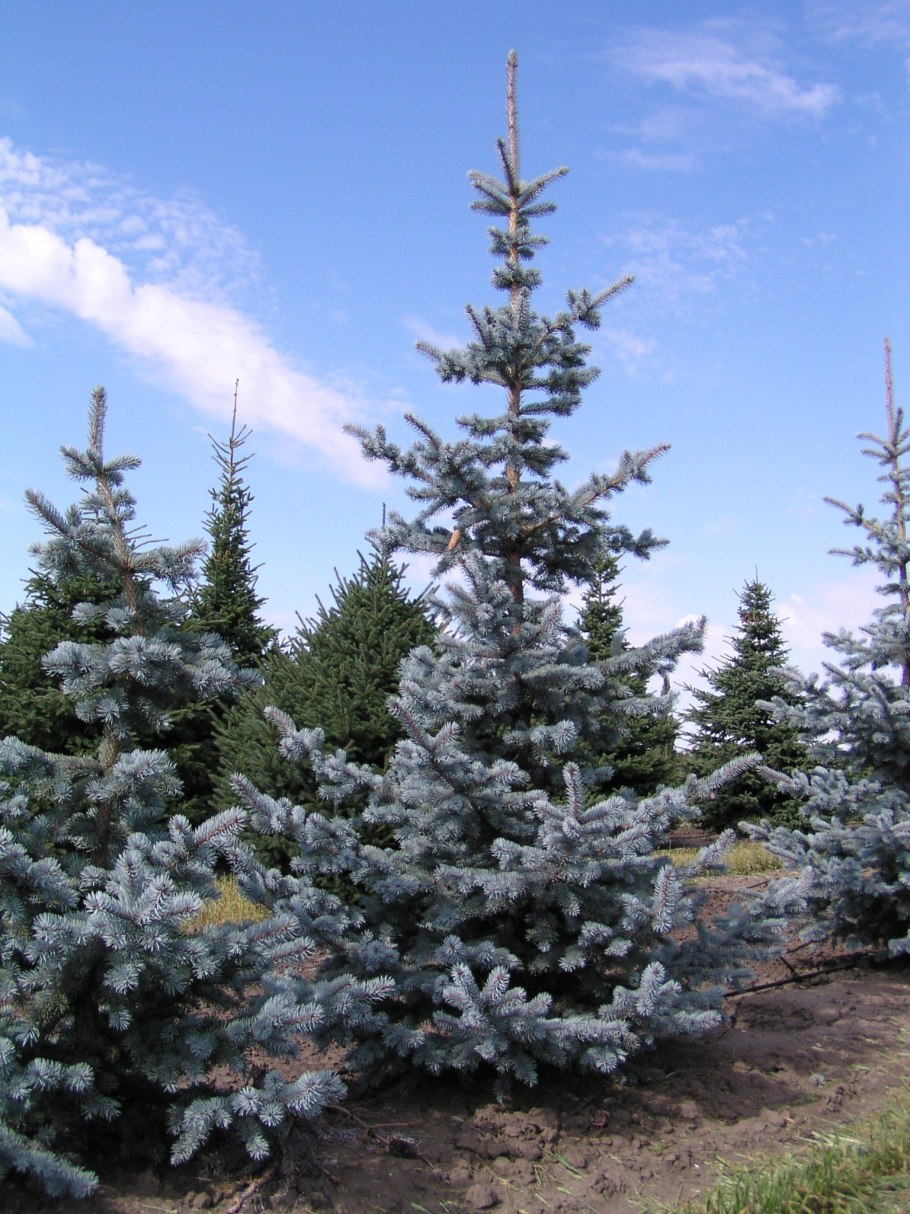 Picea Mariana 'Horstmann'
