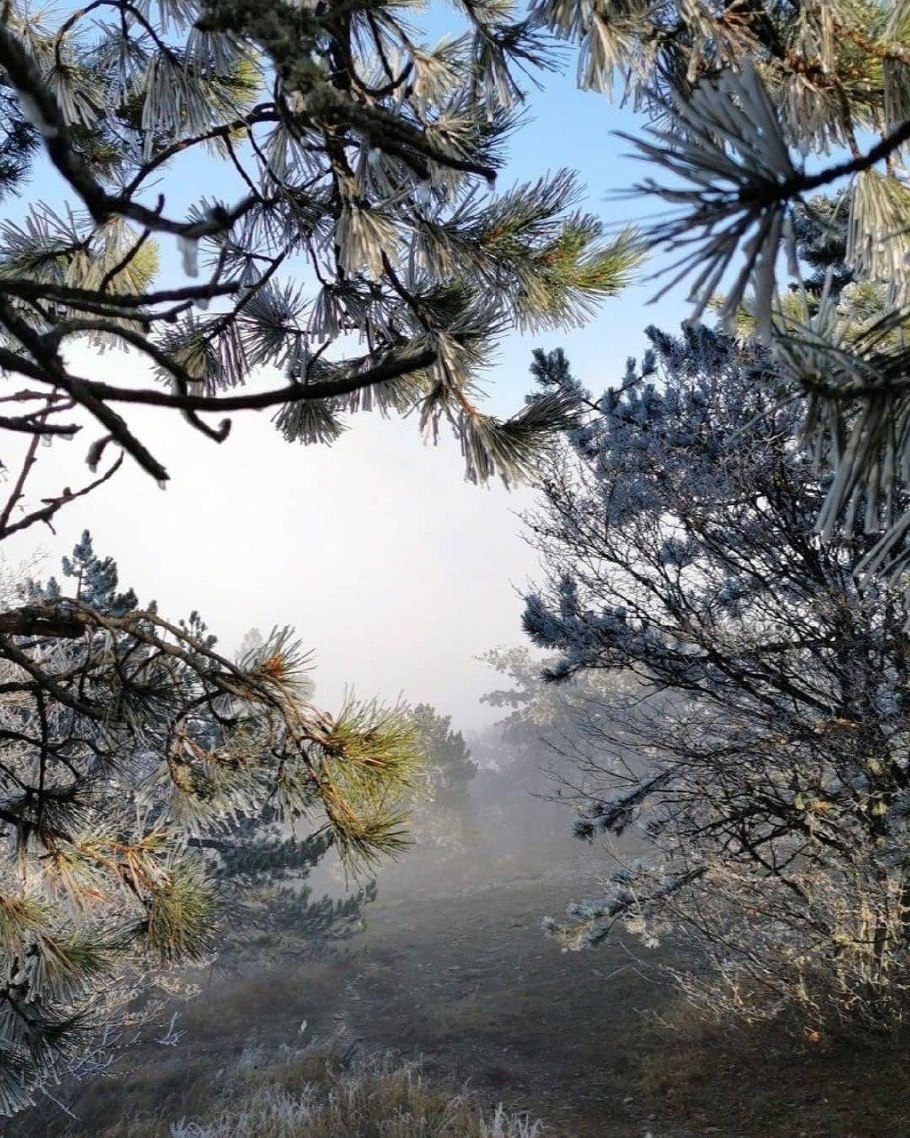 Крым лес ай Петри